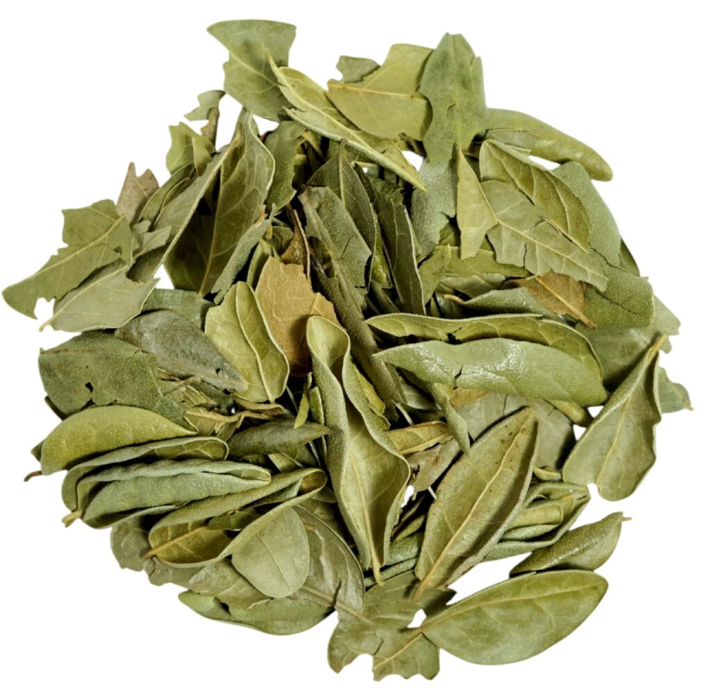 Hojas de boldo seco